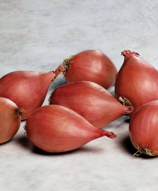 Shallots Seeds ‘Ambition’