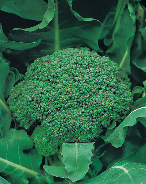 Thumbnail: Broccoli Seeds ‘Marathon’
