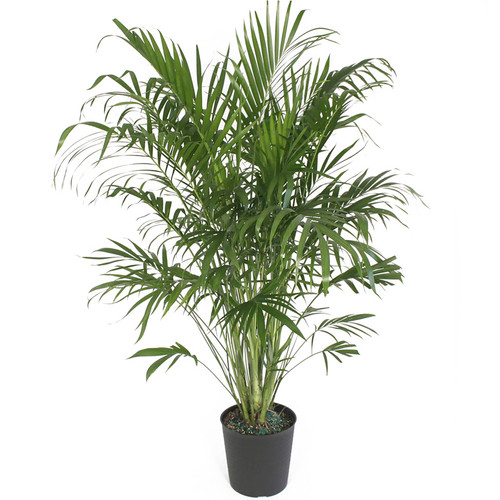 Cat Palm Dk Landscaping