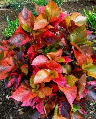 Copper Plant | DK Landscaping