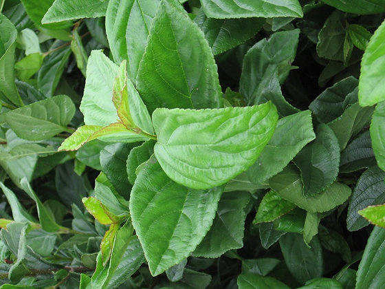 Suspensum Viburnum | DK Landscaping