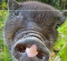 Screen Shot 2025-12-09 at 8.10_edited.jp