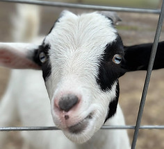 GOAT FARM.JPG