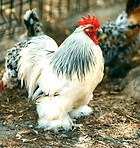 A group of chickens standing on top of a