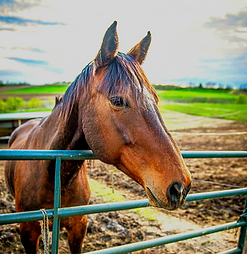 KristinLebbenPhotography-97_edited_edited_edited_edited_edited.png