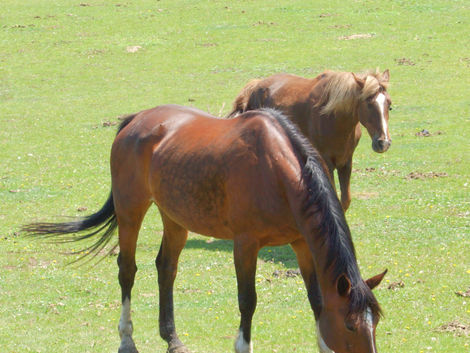 Finding Solace Through Loss: A Journey with AHH Equine Rescue