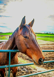 KristinLebbenPhotography-97_edited_edited_edited_edited.jpg