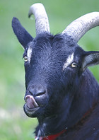 a goat with horns_edited.jpg
