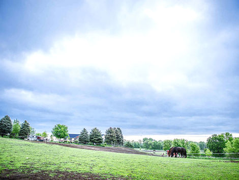 The AHHS Difference: Horses, Art, and a Path to Sustainability