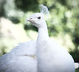 white bird in close up photography_edite