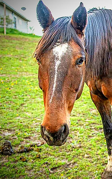 KristinLebbenPhotography-91_edited.jpg