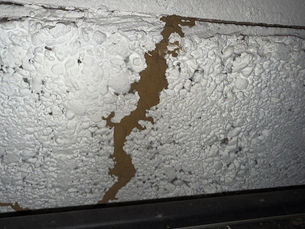 Termite Trouble? Here’s What You Need to Know in Evansville and Newburgh, Indiana