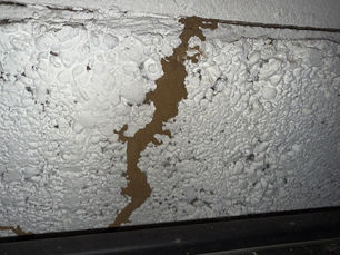 Termite Trouble? Here’s What You Need to Know in Evansville and Newburgh, Indiana