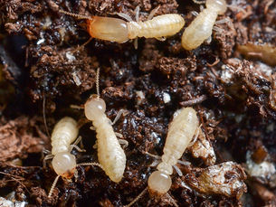 Termite Control: Why Prevention is Better Than Cure
