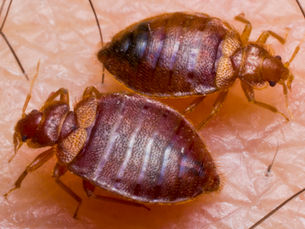 Bed Bug Control in Evansville & Newburgh, IN — Fast, Local, Veteran-Owned