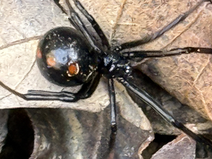 Can a Black Widow Kill You?