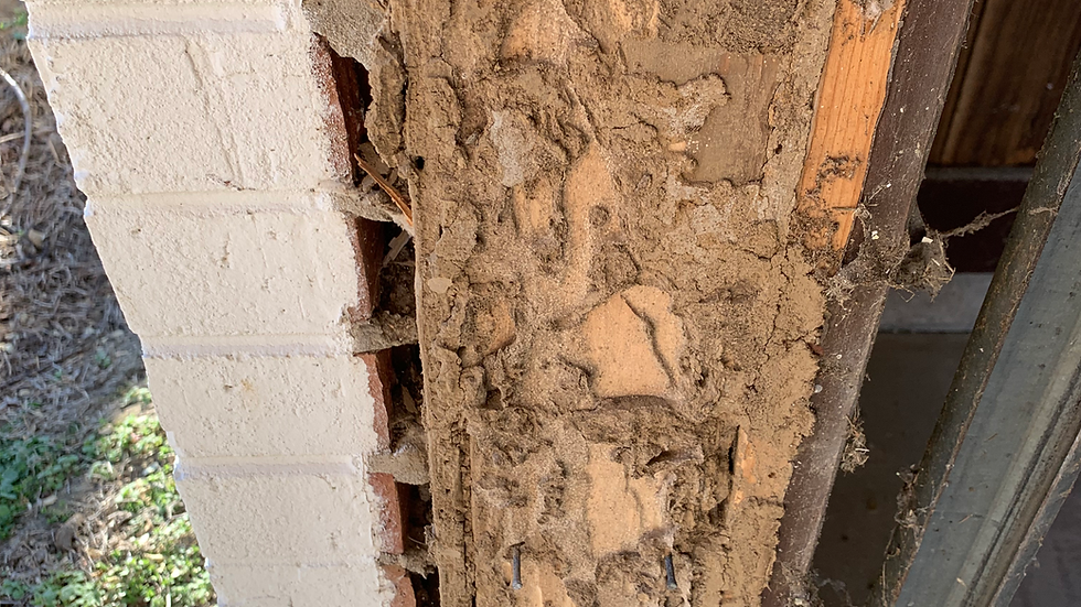 termite control on Indiana home
