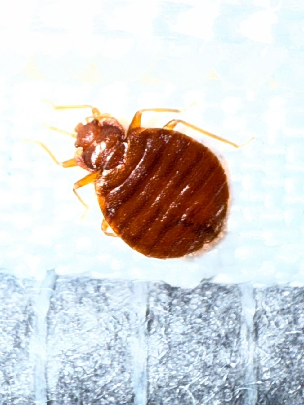 Bed Bug