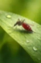 mosquito on a leaf, Mosquito Evansville 1