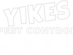 How to identify carpet beetles and get rid of them for good?