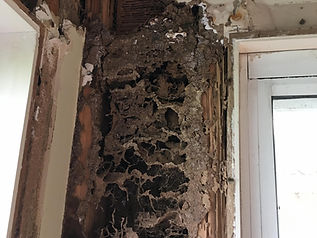 Termite damage repair Sydney.jpeg