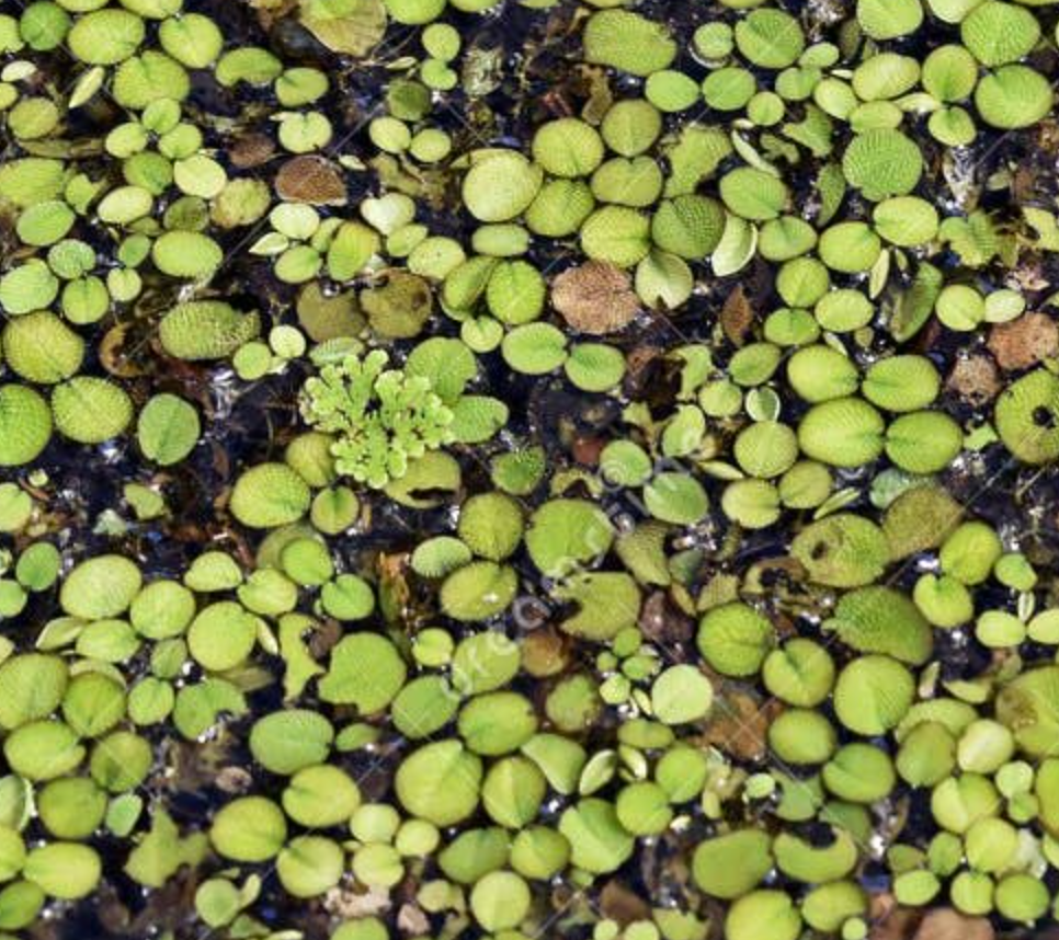 Figure 5: Salvinia auriculata