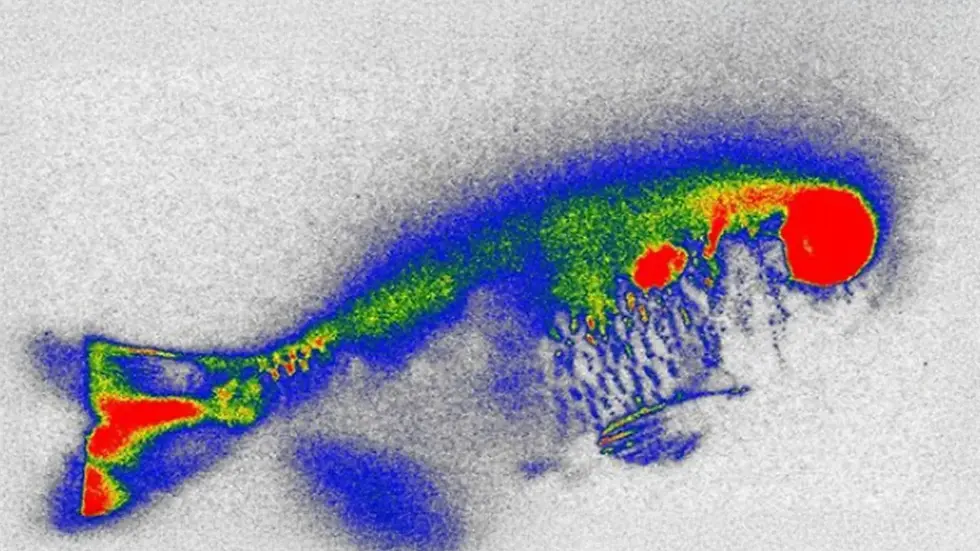 Hidden Antibiotics in River Fish: A New Food Safety Concern?