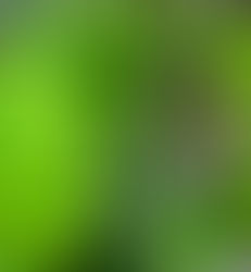 Life's a Garden, Chickens Dig it Up