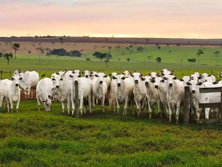 BOMBA DO DIA: Acre passa a perna no governo de Rondônia e causa enormes graves prejuízos à pecuária