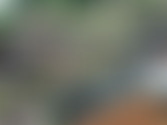 PLANTÃO: Desmatamento na Amazônia é comandado por redes criminosas, diz ONG