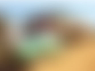 URGENTE: PF e Ibama deflagram operação contra extração ilegal de madeira amazônica