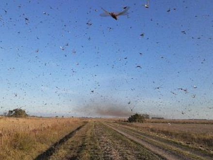 TA NA TELA: Ministério da Agricultura declara emergência no RS e SC por nuvem de gafanhotos