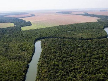 MANCHETE: PF cumpre mandados por extração ilegal de madeira na Amazônia