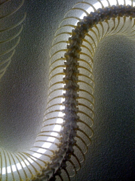 Snake skeletal structure light with light