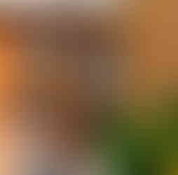 wooden front door with glass openings and heliconias next to it