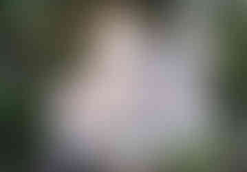 scenic view of a large wooden deck near the water with trees