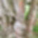 Tree.jpg