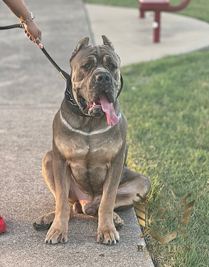 large dog sitting 