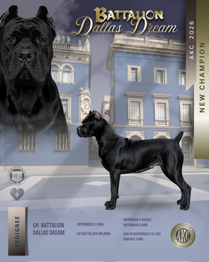 Beautiful championship black dog standing in front of Barcelona Spanish building