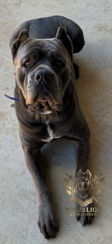 Well-behaved dog sitting on the floor
