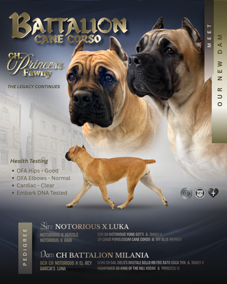 Champion Battalion Princess Fawny a fawn colored Cane Corso