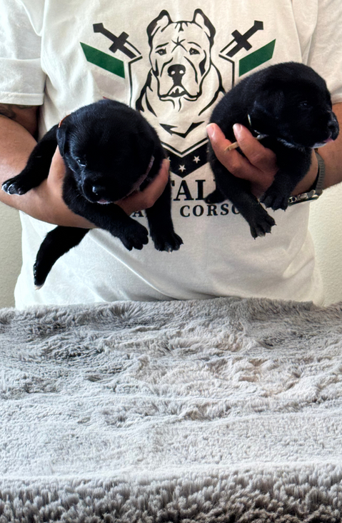 man holding two black puppies