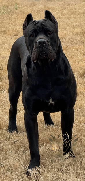 dog standing in grass
