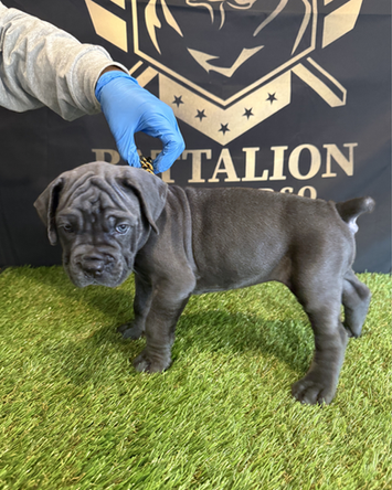 small gray puppy standing in grass