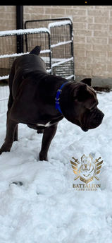 Large dog expieriencing snow