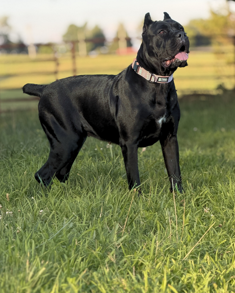 large black dog in beautiful green pasture