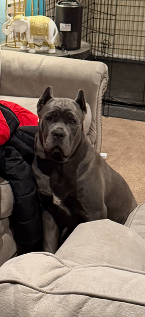 dog sitting looking aroud
