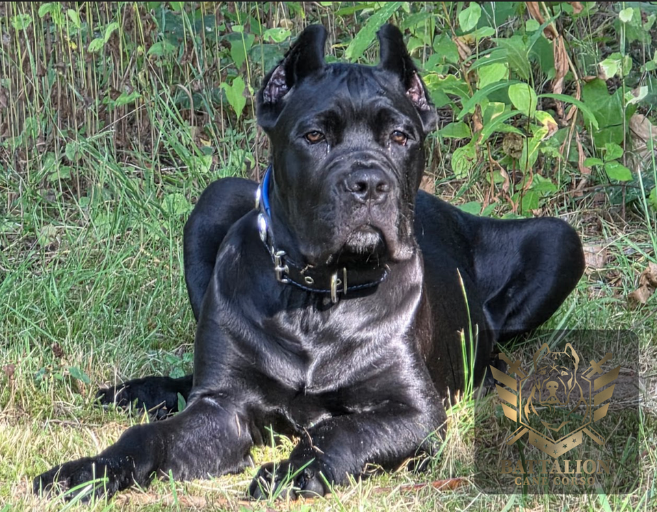 Beautiful black dog in a down position