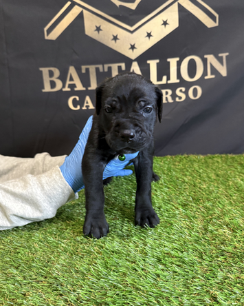 jet black puppy standing