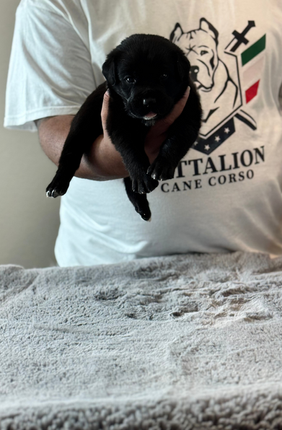 man holding one small black puppy